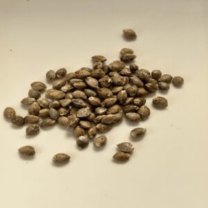 Blue Dream - F