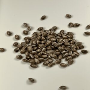 Cereal Milk