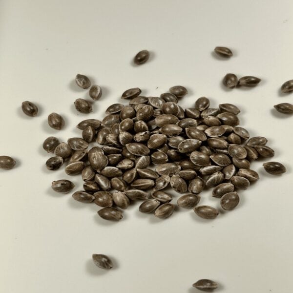 Cereal Milk