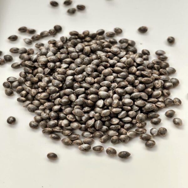 Hash Plant