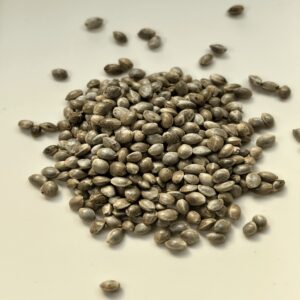 Northern Lights - 10 Pack