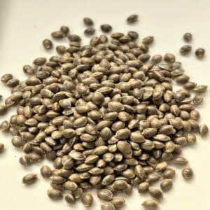 Papaya Bomb - 10 Pack