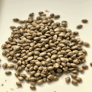 Papaya Cake - 10 Pack