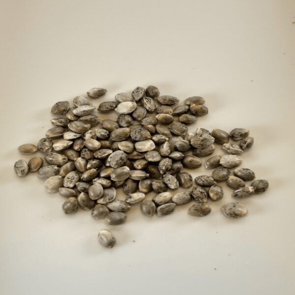 Project Blueberries