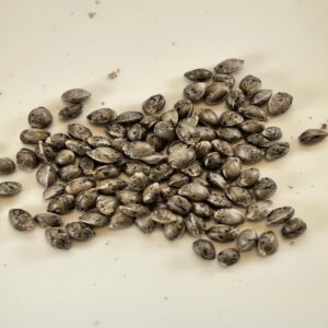 Pure Kush