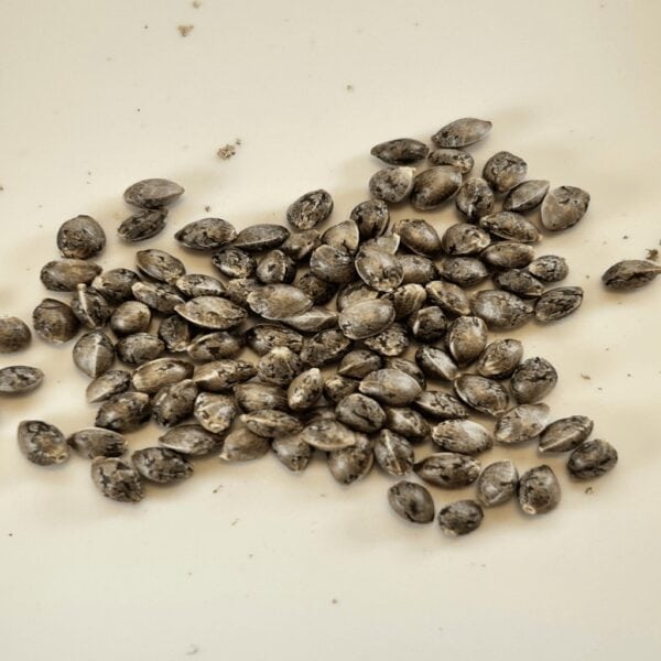 Pure Kush