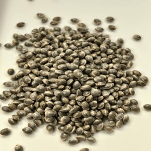 Skunk #1 - 10 Pack