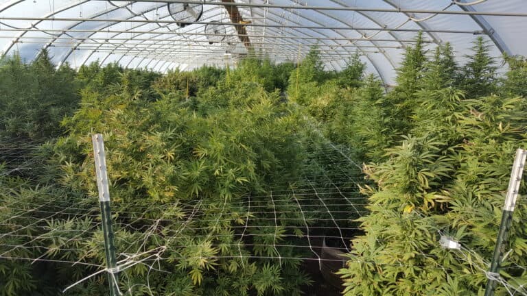 The Grower’s Journey: 3 Keys to a Successful Grow.